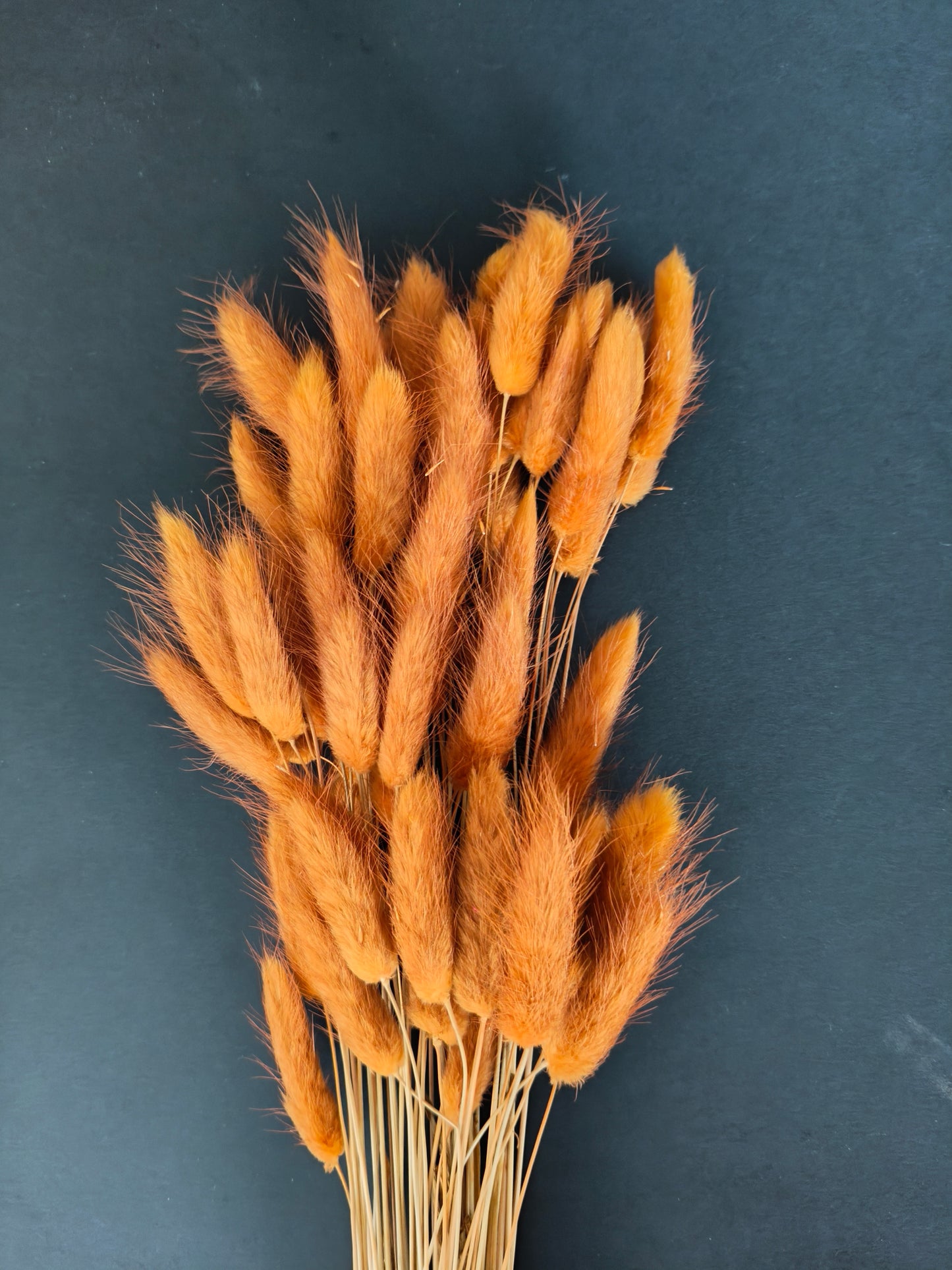 HF304-Orange Bunny tail