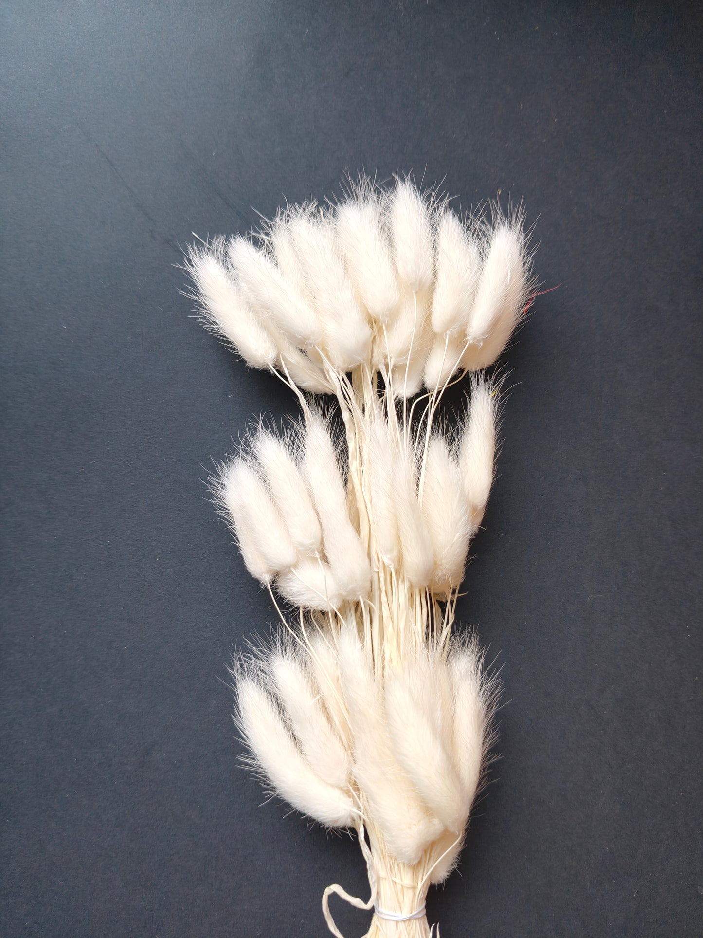 HF302-White Bunny tail