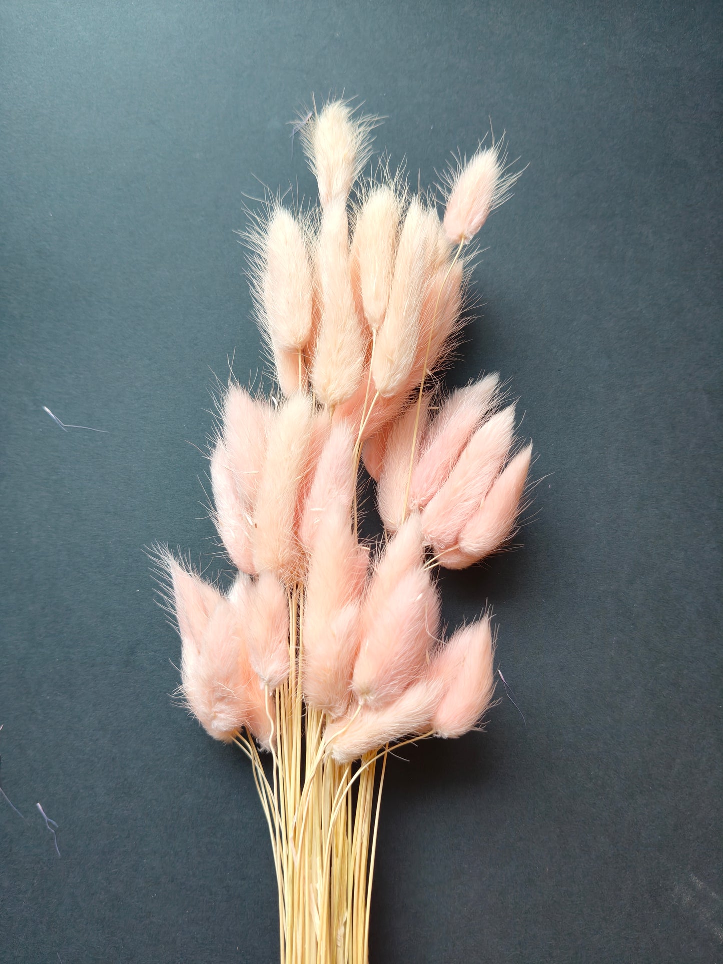 HF303-Light pink Bunny tail