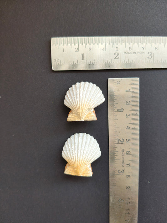 MN208- Shell miniature